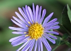 Another Aster.